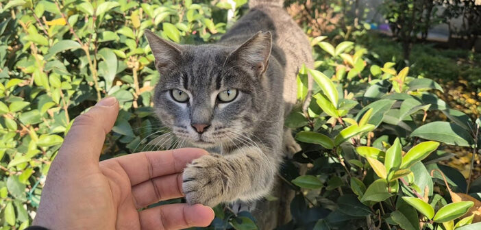 会うたびに前足の伸ばして迎えてくれる猫さん。その可愛い仕草の挨拶に、思わず心がポカポカに (*´ω｀*)♡