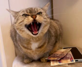 番猫がいれば番犬は必要ない！ 猫の懐からお金を取ろうとすると激しい抵抗が (*ﾟ0ﾟ)！