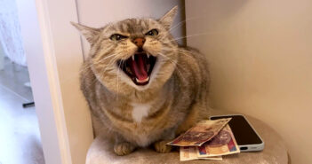 威嚇する番猫
