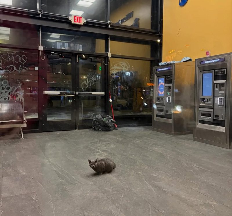 バスターミナルに閉じ込められた猫