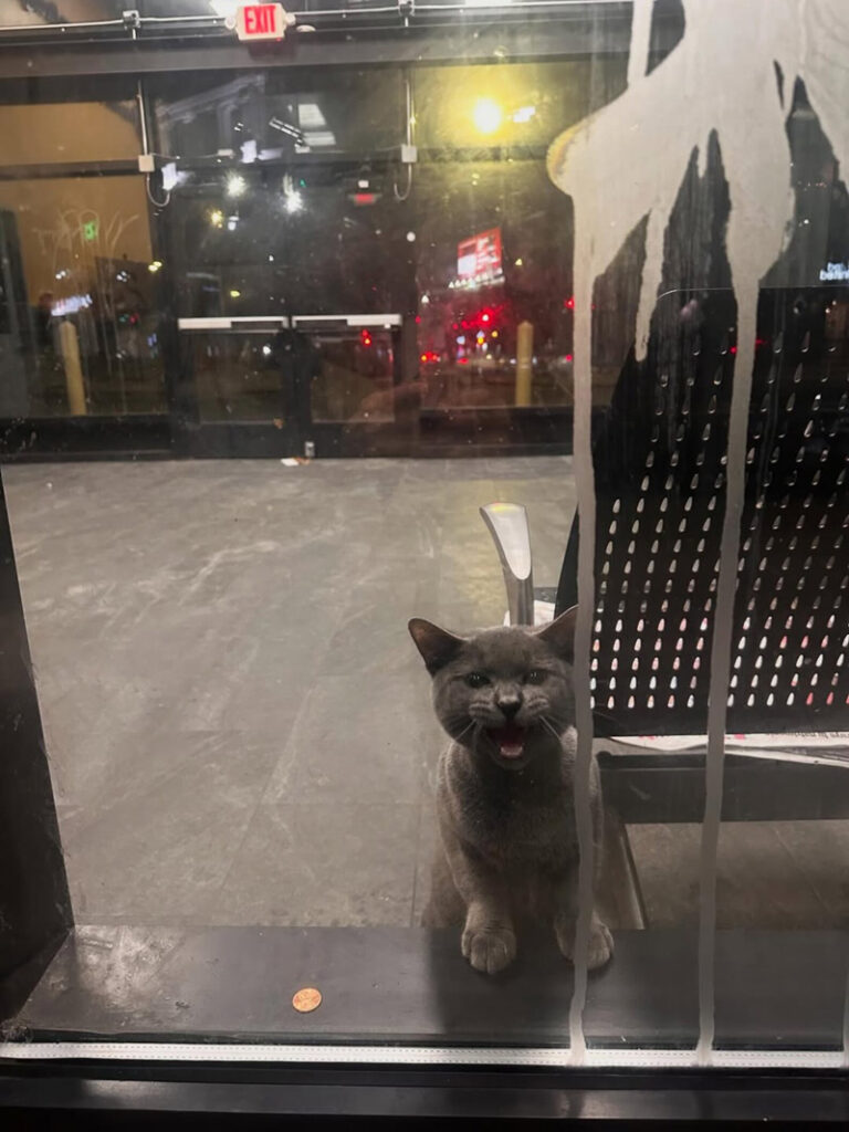 助けを求める猫