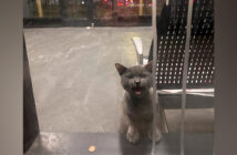 バスターミナルに閉じ込められてしまった猫