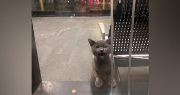 バスターミナルに閉じ込められてしまった猫