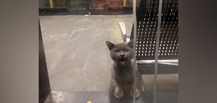 鍵のかかったバスターミナルに閉じ込めらてしまった猫。通行人に助けを求めると、優しい人達が手を差し伸べてくれた