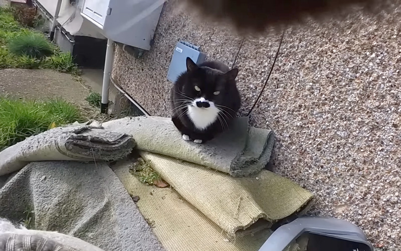 様子をうかがう猫