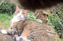 様子をうかがう猫