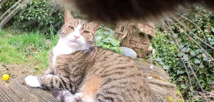 様子をうかがう猫