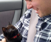 「迎えに来てくれたの？」保護施設で一直線に手の中に収まってきた子猫。帰りの車で次々と愛らしい姿を見せてくれた♪