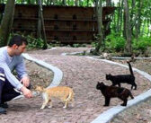 野良猫達が安心して暮らせるように、森の中に『猫の町』を作った人達。猫達も町の生活に満足しているようで… (*´ェ`*)