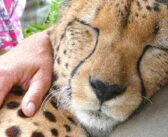 体は大きくてもやっぱり猫さん！ チーターをナデナデしてみると、喉のゴロゴロ音が凄いことに ( *´艸｀)♡