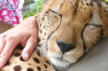 喉を鳴らすチーター