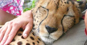 喉を鳴らすチーター