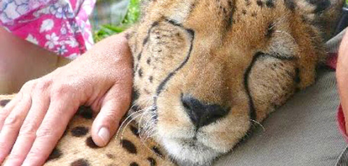 体は大きくてもやっぱり猫さん! チーターをナデナデしてみると、喉のゴロゴロ音が凄いことに ( *´艸`)♡