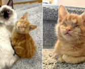 病気で目が見えなくなり、路上で助けを求めていた子猫。保護先で迎え入れてくれた先住猫の優しさに温かい幸せを感じる