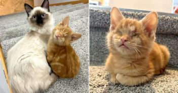 病気で目が見えなくなり、路上で助けを求めていた子猫。保護先で迎え入れてくれた先住猫の優しさに温かい幸せを感じる 目の見えない子猫