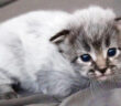 フィーバーコートで生まれた子猫