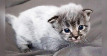 体が一時的に白くなる『フィーバーコート』で生まれた7匹の子猫達。体の成長とともに本来の姿を取り戻す! フィーバーコートで生まれた子猫