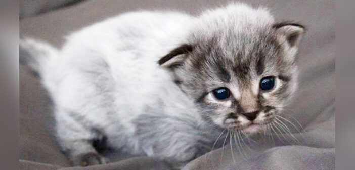 体が一時的に白くなる『フィーバーコート』で生まれた7匹の子猫達。体の成長とともに本来の姿を取り戻す！