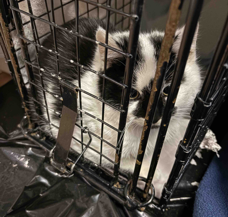 保護された子猫