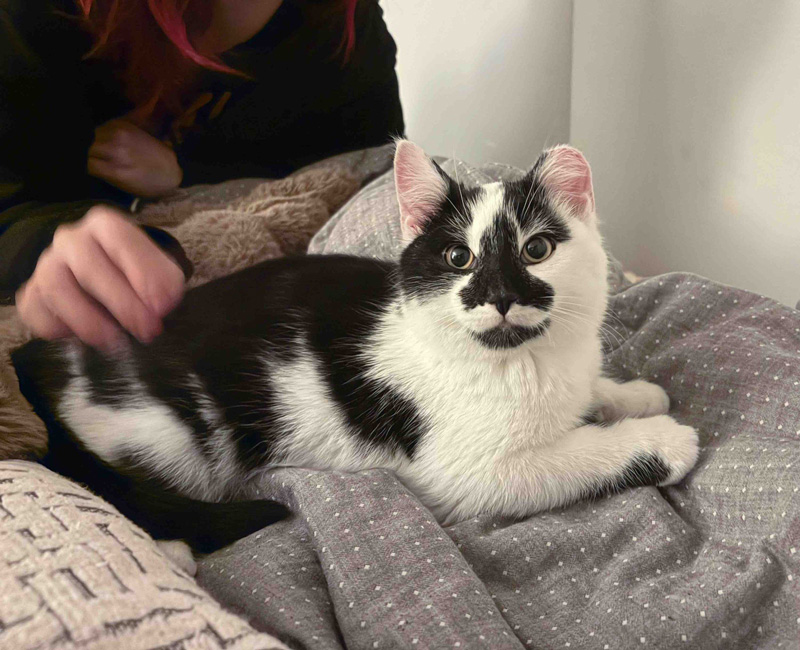 幸せになった子猫