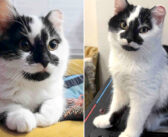 デッキの下で寒さに震えていた子猫。暖かい家の中で家猫になるチャンスが与えられると、明らかに変わり始める