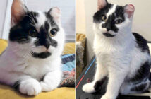 寒いデッキの下から保護された子猫