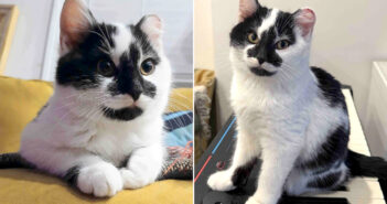 寒いデッキの下から保護された子猫