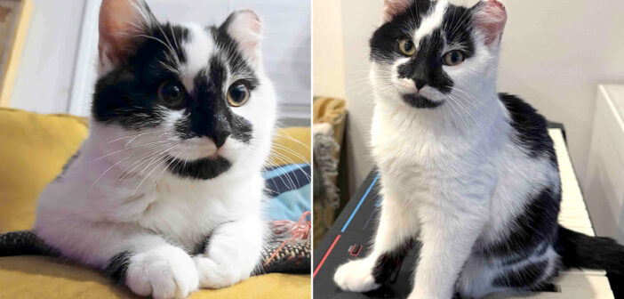 寒いデッキの下から保護された子猫