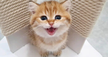 可愛い声で次々と話しかけてくる子猫。ご飯が運ばれてくると全力でモグモグする様子にキュンとする ( *´艸`)♡ 可愛い声で鳴く子猫