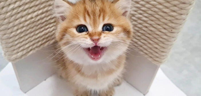 可愛い声で鳴く子猫