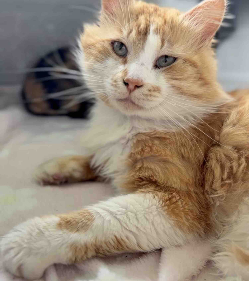 妊娠中の猫と一緒に保護された猫