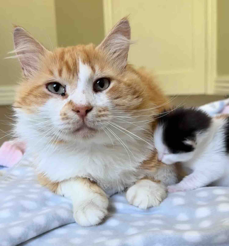 子猫の世話をする父猫