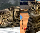 保護施設で悲しそうな顔で落ち込んでいた猫。生涯の家族の家に迎えられると、一瞬のうちに驚きの変化が!