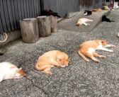 程よい距離を保ちながら通路で寝転がる猫達を発見♪ 近づいてナデナデしてみると、警戒心がゼロだった ( *´艸｀)♡