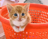 犬に育てられ、自分のことを犬だと思っている子猫。元気いっぱいに川を泳いだり、海で遊ぶ様子にビックリ (*ﾟ0ﾟ)！