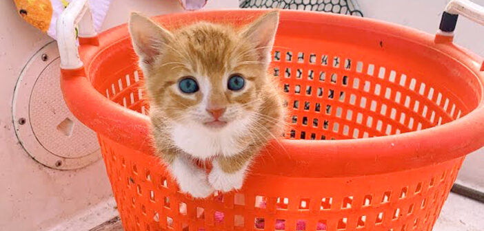 犬のような子猫