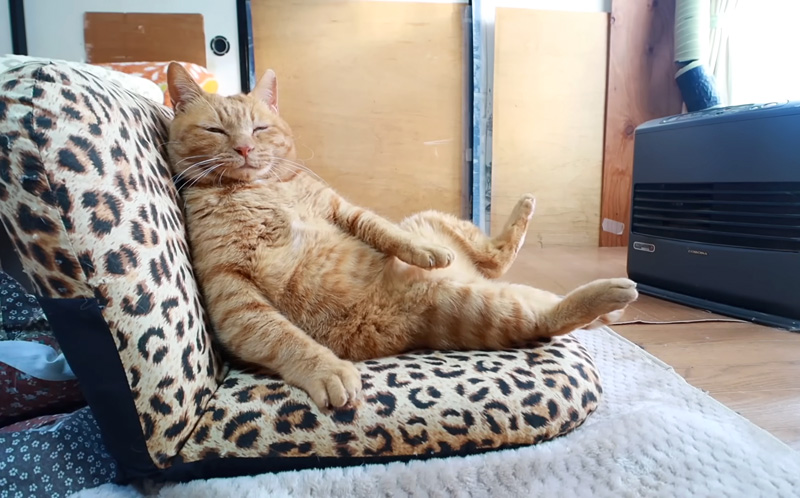 ファンヒーターの前でくつろぐ猫