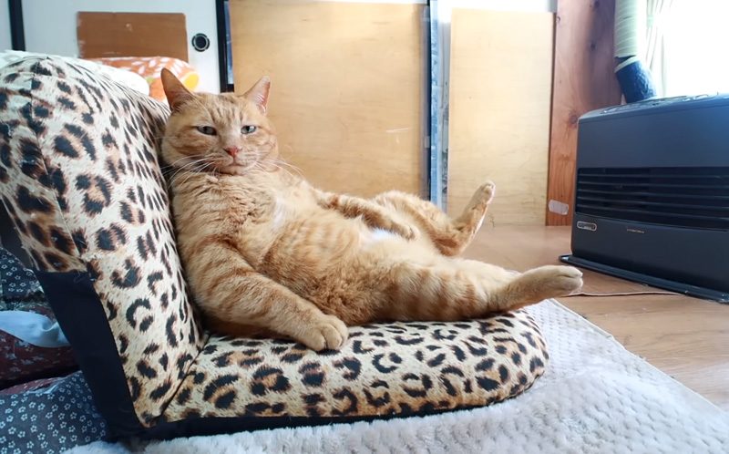 ファンヒーターの前でくつろぐ猫