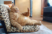 ファンヒーターの前でくつろぐ猫