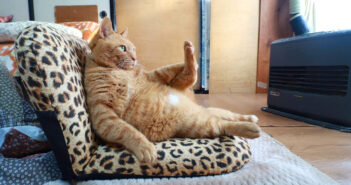 ファンヒーターの前で座椅子にお座りする猫さん。まるで人間みたいなくつろぎっぷりが妙に面白かった♪ ファンヒーターの前でくつろぐ猫