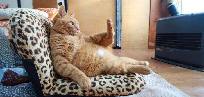 ファンヒーターの前でくつろぐ猫