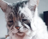 非常に稀な病気を抱えながら生きてきた猫。温かく迎えてくれた家族の優しさに感謝しながら、幸せな毎日を歩み始める