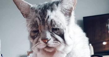 非常に稀な病気を抱えながら生きてきた猫。温かく迎えてくれた家族の優しさに感謝しながら、幸せな毎日を歩み始める 非常に稀な病気の猫