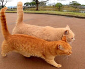 目が合うと道案内してくれる仲良し野良猫コンビ。常に一緒に行動しながら、猛烈にスリスリし続けるふたりが可愛い♡