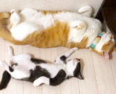 仲が良すぎる先住猫と保護子猫。元気いっぱいにじゃれ合って、愛情いっぱいに寄り添う姿に心がポカポカ温まる (*´ω｀*)