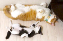 仲良しな猫と子猫