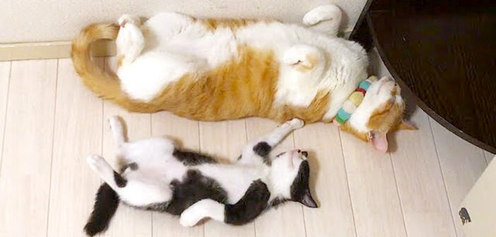 仲良しな猫と子猫