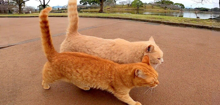 目が合うと道案内してくれる仲良し野良猫コンビ。常に一緒に行動しながら、猛烈にスリスリし続けるふたりが可愛い♡