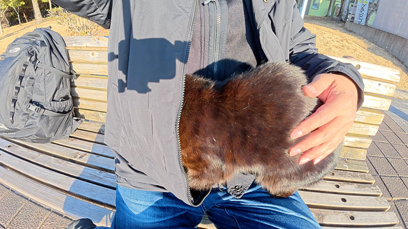 服に潜り込む黒猫