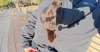 服に入った黒猫